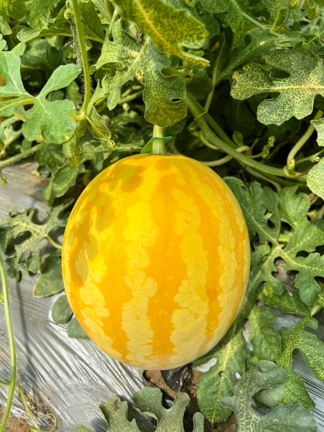 Golden Crisp Watermelon Seeds