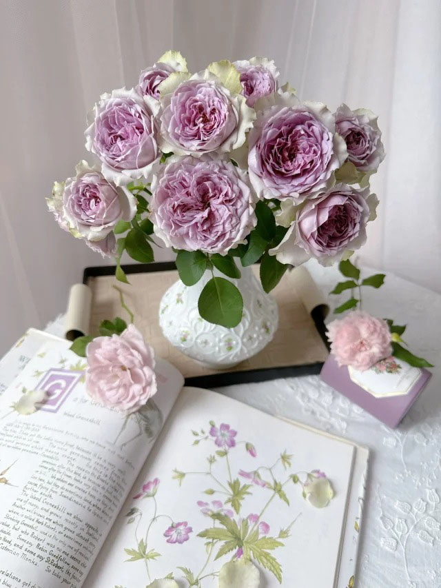 Rare Multi-Color Rose Seeds🌹🎨