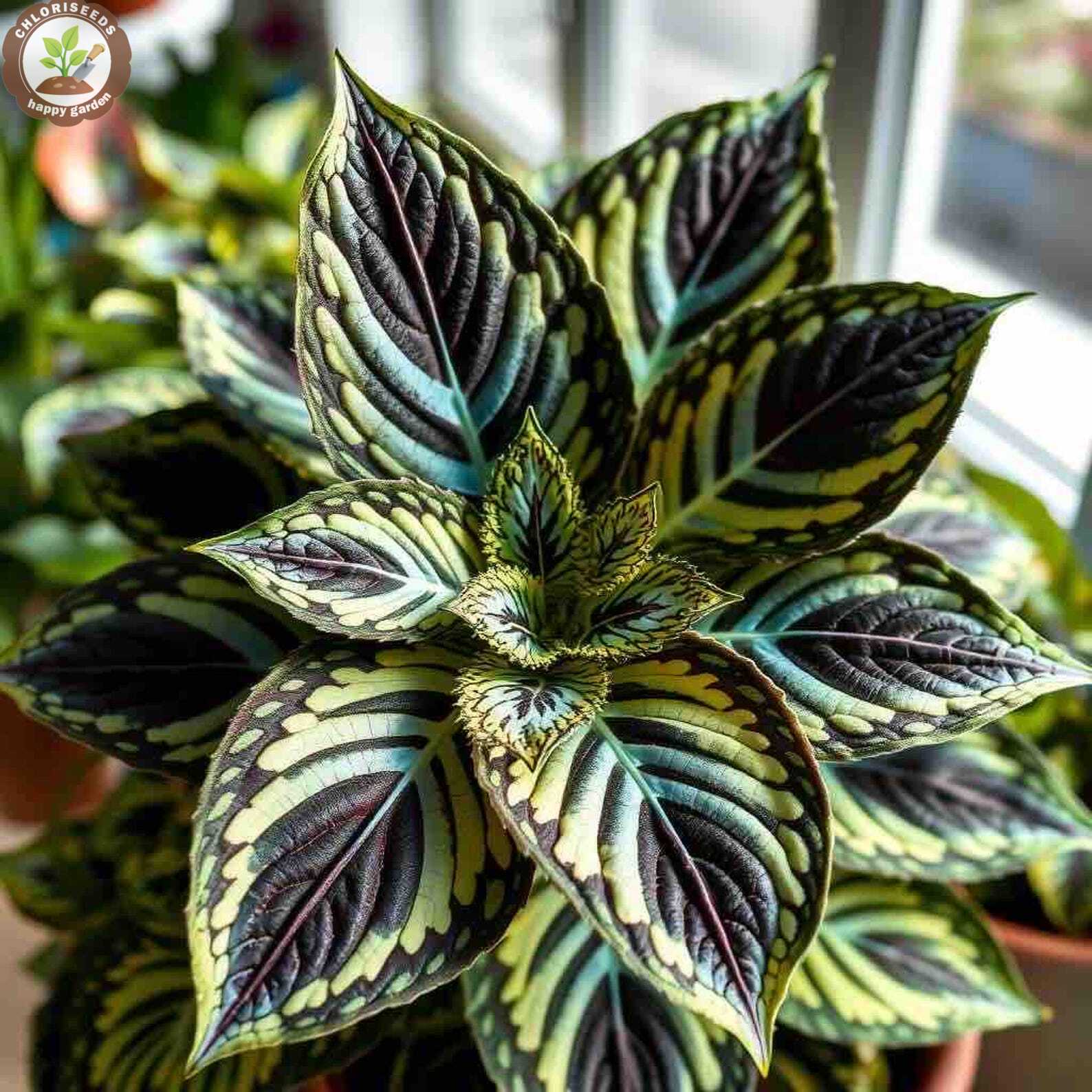 Rare Color Coleus Seeds