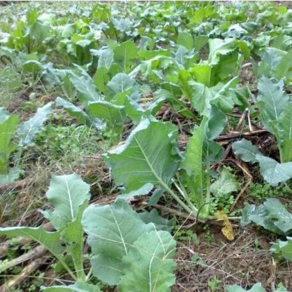 Kohlrabi Seeds-chloriseeds