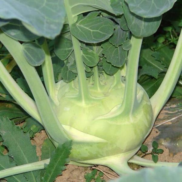 Kohlrabi Seeds-chloriseeds
