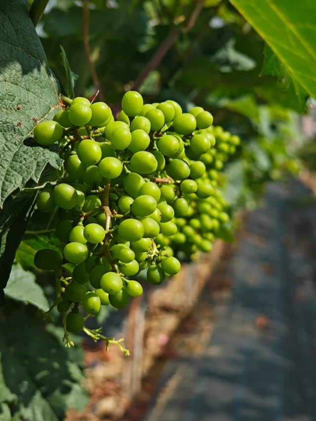 🍇Shine Muscat Grape Seeds