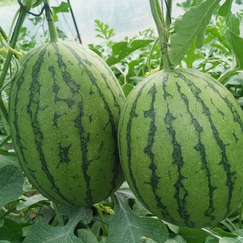 Ruby Mini Watermelons Seeds