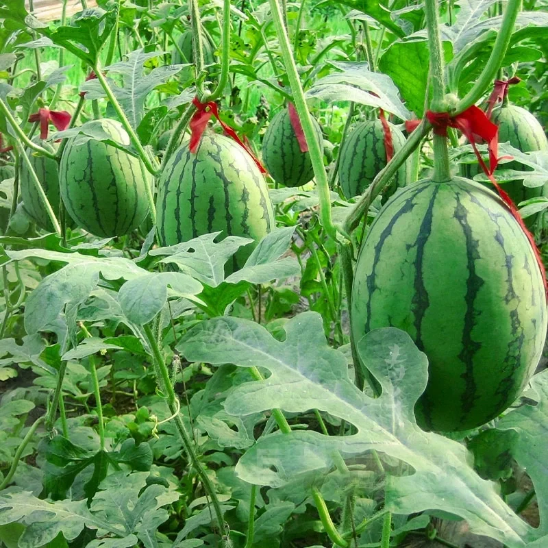 Ruby Mini Watermelons Seeds