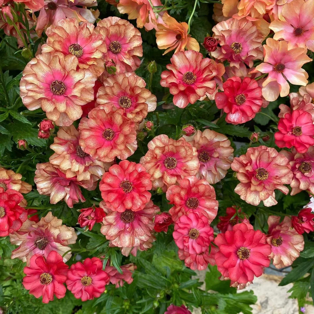 🦋 Butterfly Ranunculus Seeds