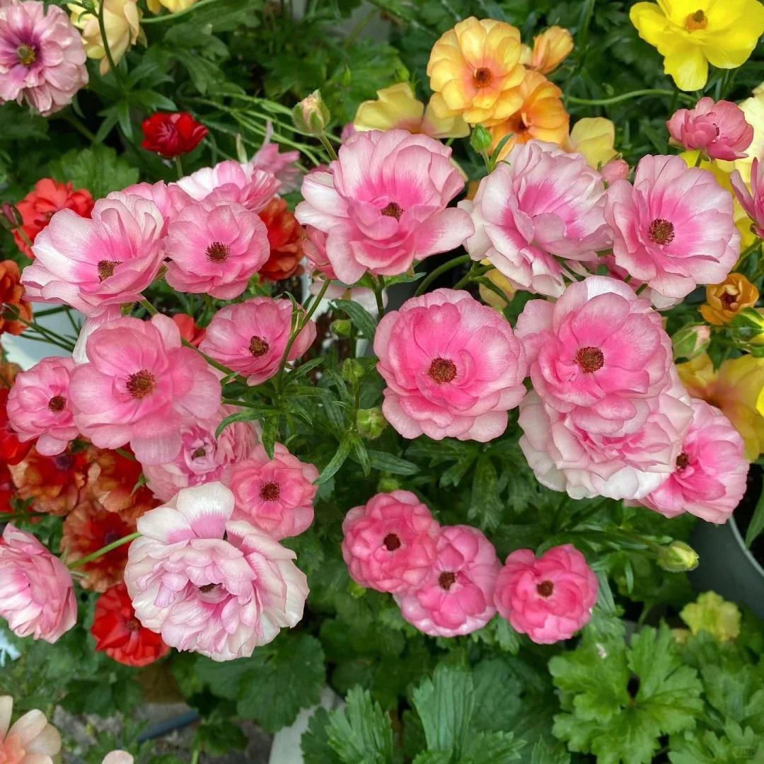 🦋 Butterfly Ranunculus Seeds