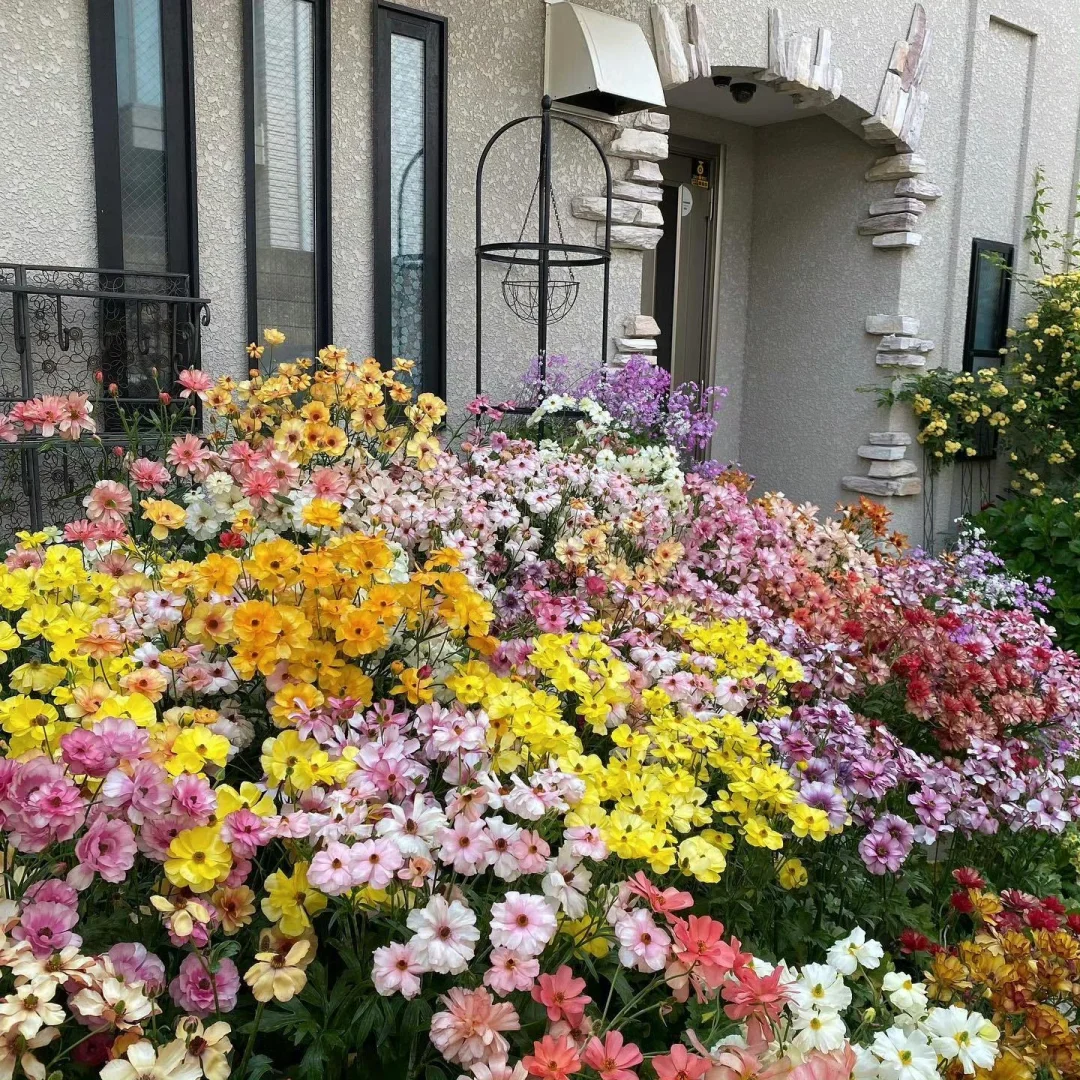 🦋 Butterfly Ranunculus Seeds