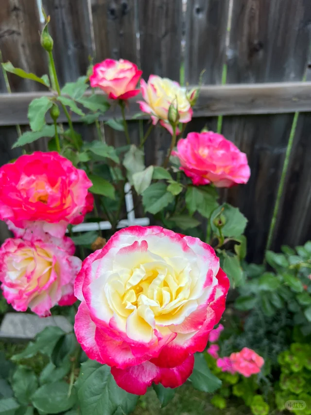 Rare Multi-Color Rose Seeds🎨🌹