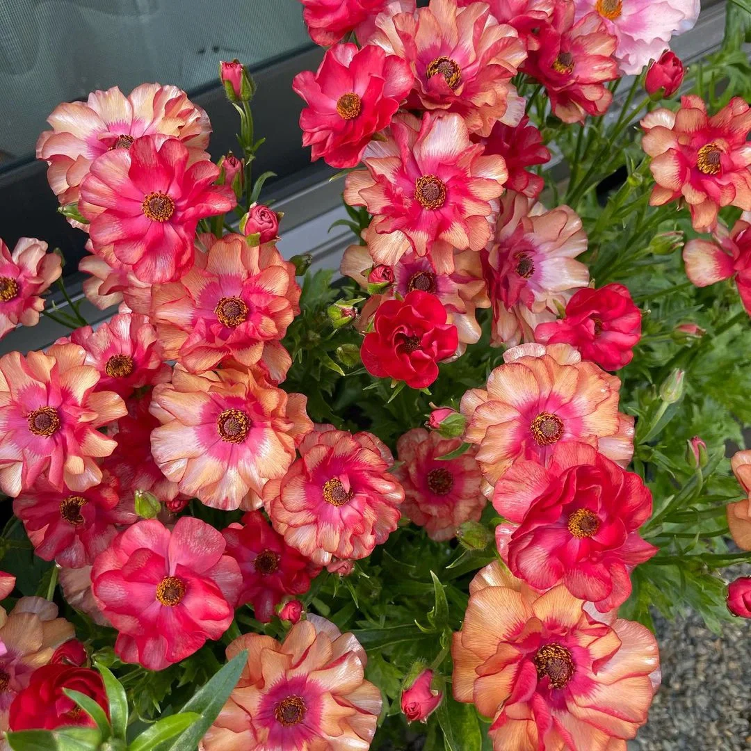 🦋 Butterfly Ranunculus Seeds