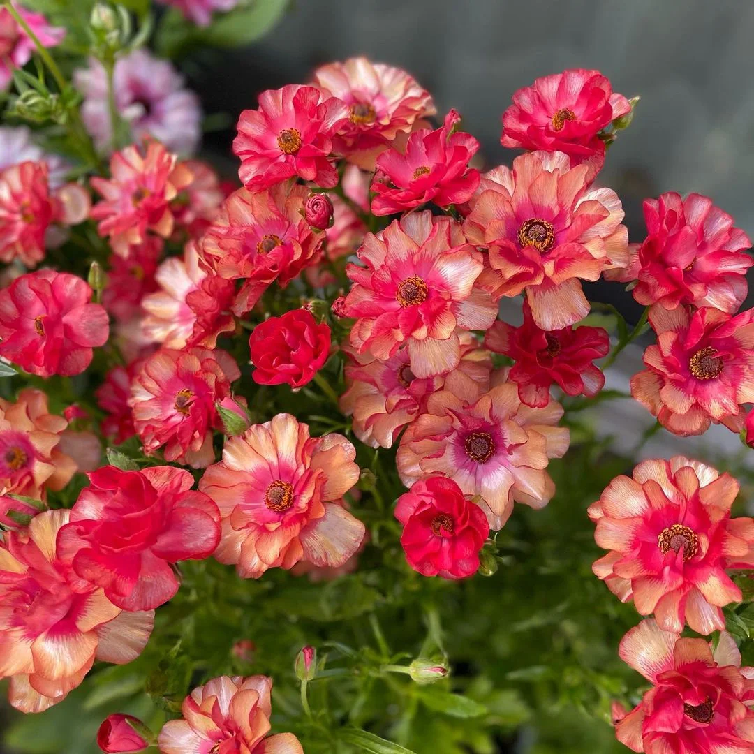 🦋 Butterfly Ranunculus Seeds