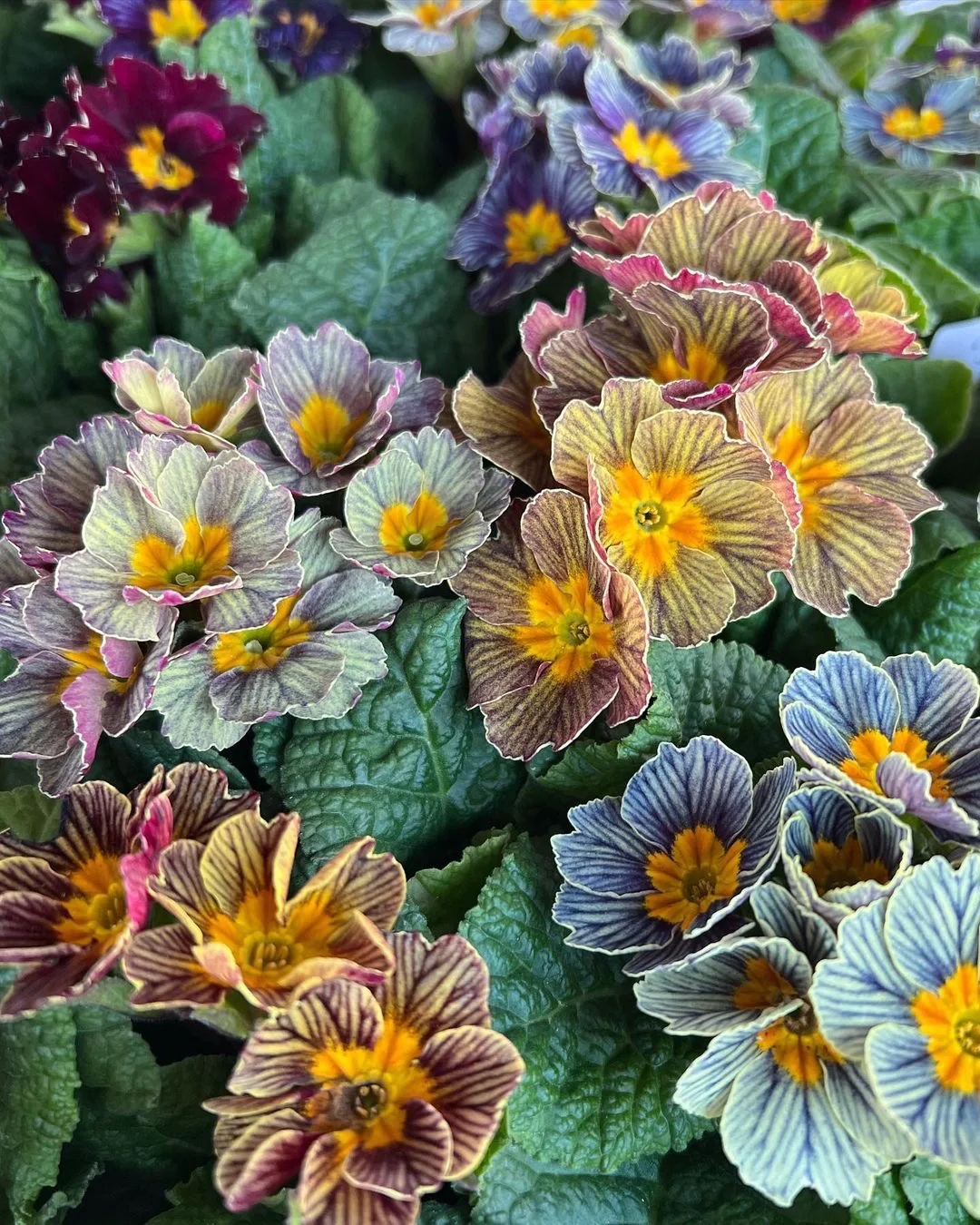 Primula Malacoides Seeds, Primrose Seeds-chloriseeds