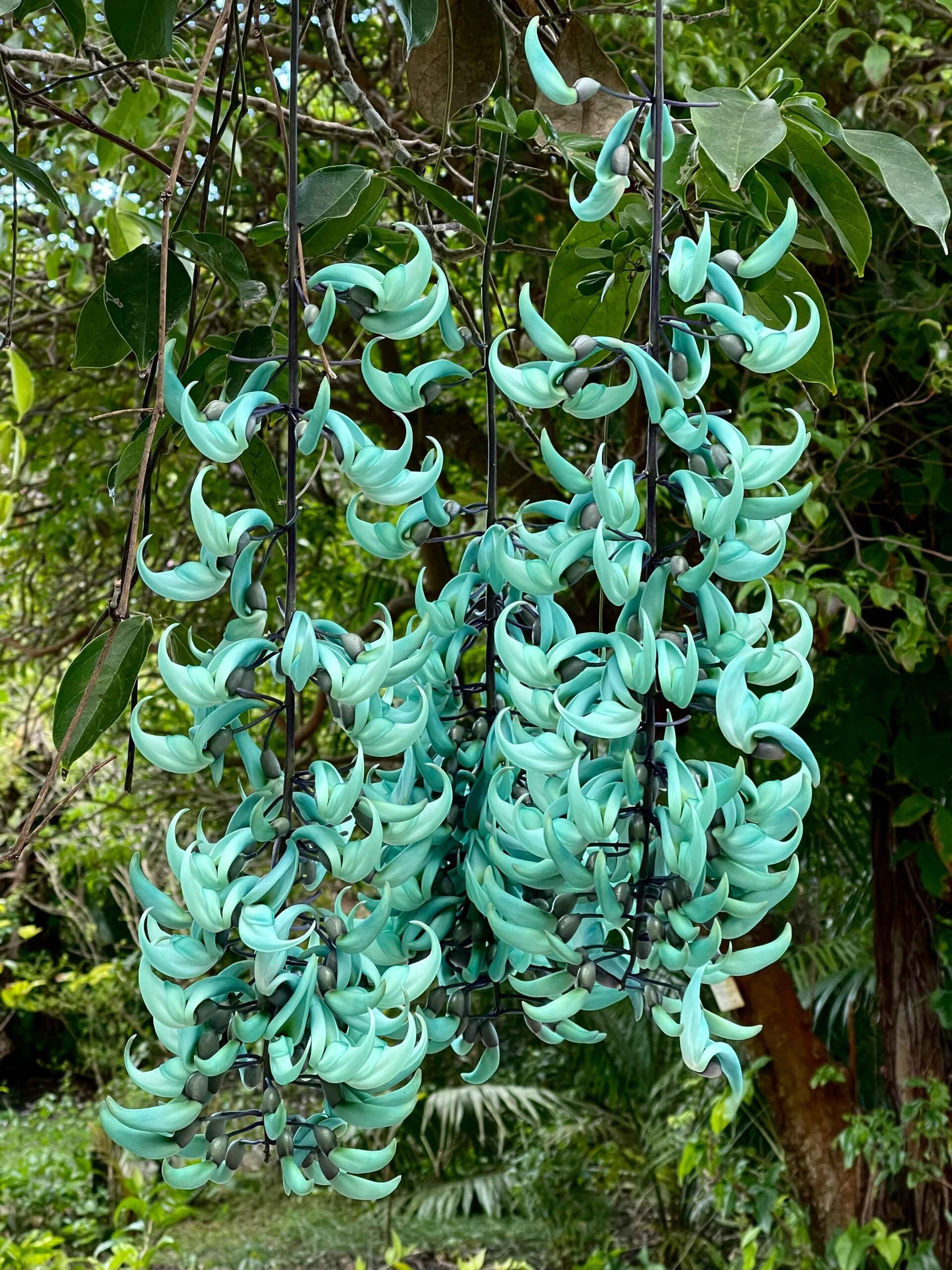 🔥🔥🔥Les 10 meilleures graines de kudzu de jade de fleurs exotiques au monde