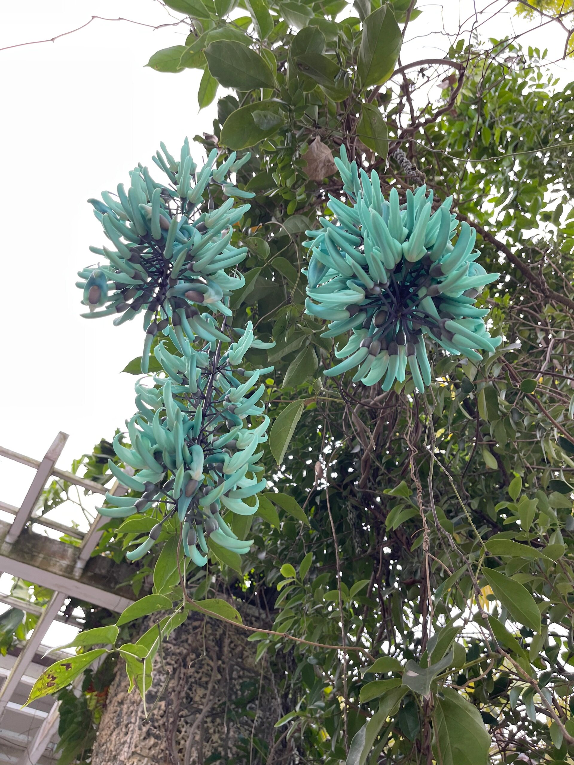 🔥🔥🔥Les 10 meilleures graines de kudzu de jade de fleurs exotiques au monde