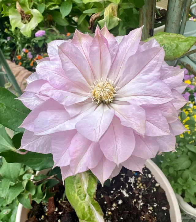 Clematis 'Haru-Hime'