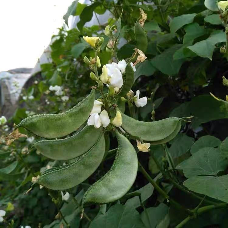 Hyacinth Beans Seeds