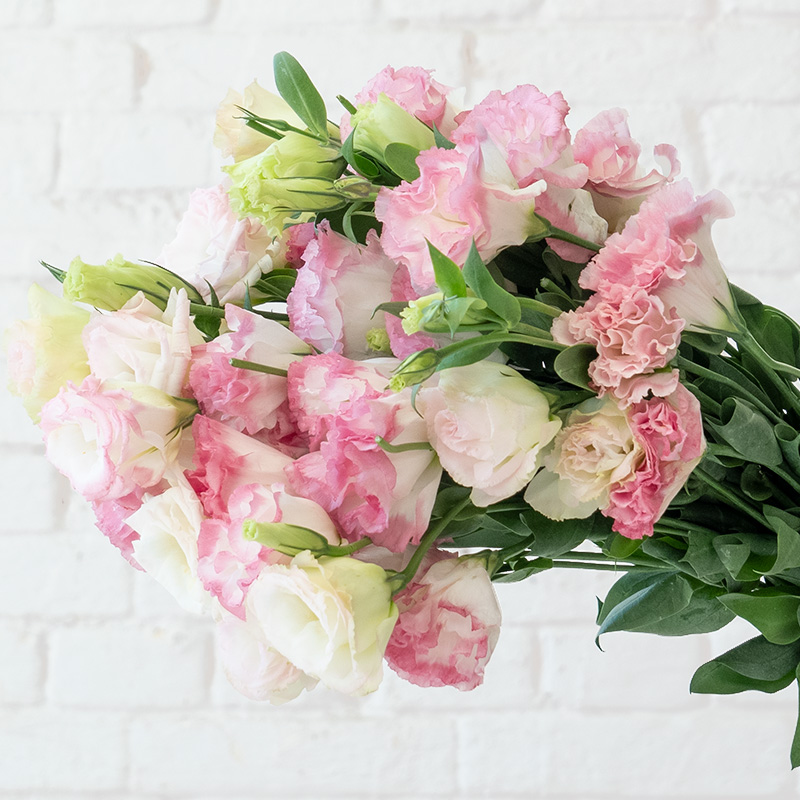 Multicolor Lisianthus(Eustoma grandiflorum) - 200 seeds