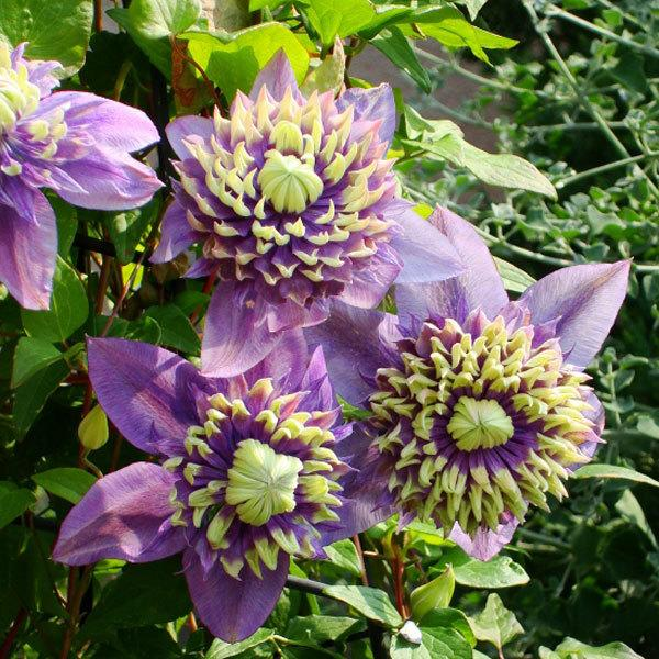 Clematis Taiga Flower Seeds