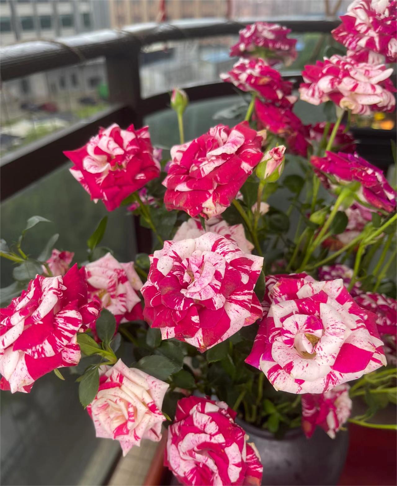 Rare Twin Rose - Love Bubble Rose-chloriseeds