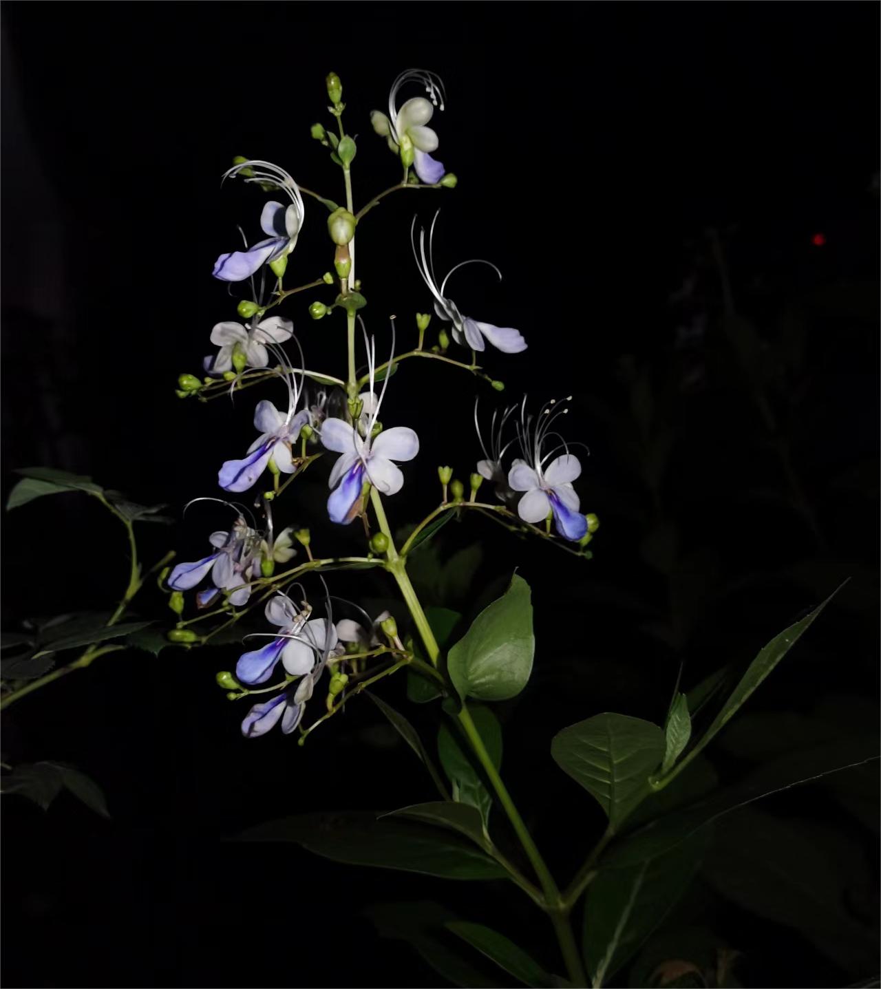 Blue Butterfly Flower 💙🦋Easy-chloriseeds