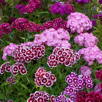 Mix Over 10 Colors 🌈Dianthus Barbatus Seeds-chloriseeds