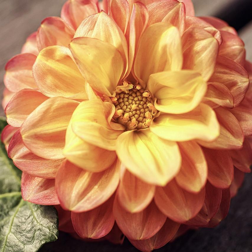 GINGER SNAP-chloriseeds