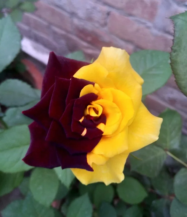 Rare Twin Red Yellow Rose - Seeds-chloriseeds