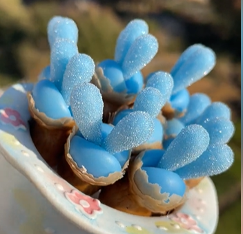 Blue Rabbit Ear Succulent seeds, Rare succulent-chloriseeds