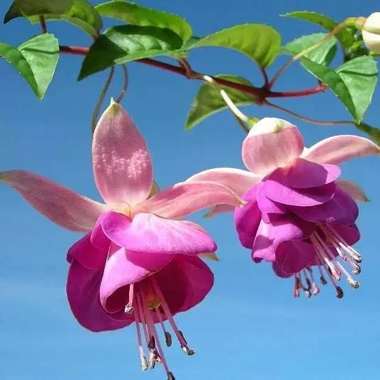 🧚‍♀️Fuchsia Flower Seeds-The fairy flower