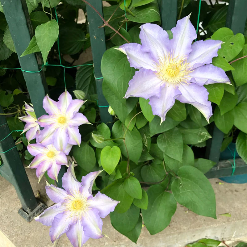 Mixed-Color Climbing Clematis Flower