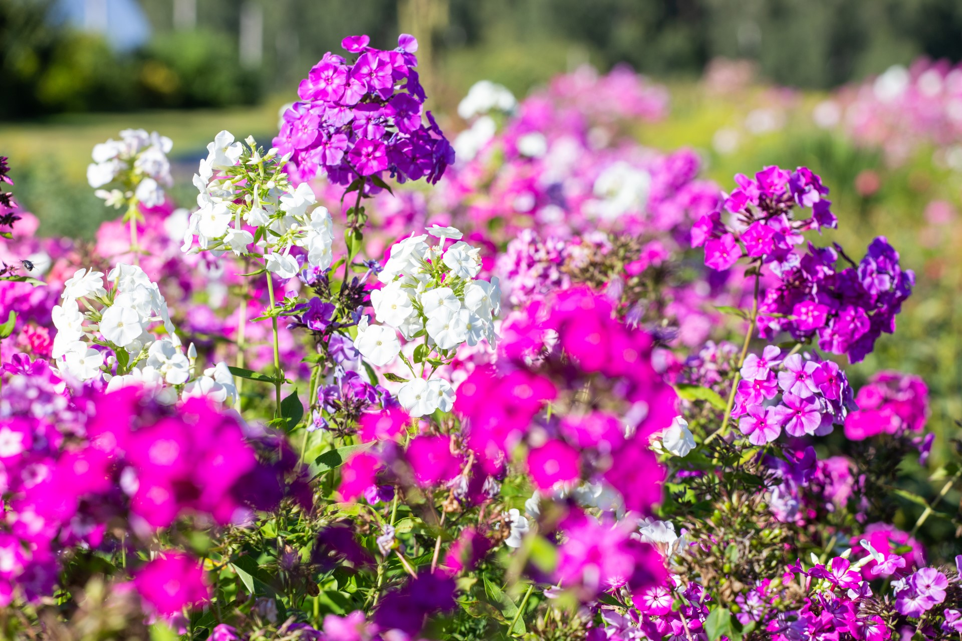 Phlox drummondii -Dwarf Mix💮