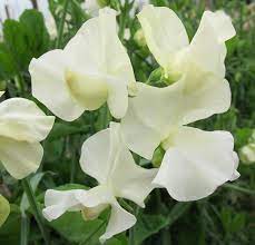 ROYAL WEDDING SWEET PEA SEED-chloriseeds