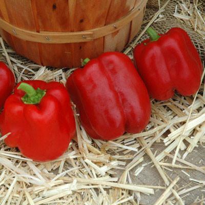 Pepper Sprinter F1 Organic-chloriseeds