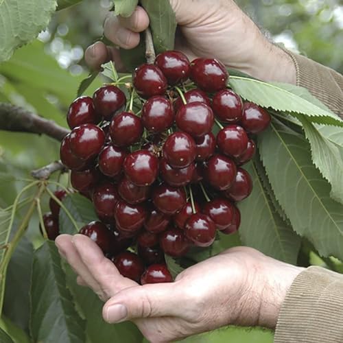 Fully Imported Chilean Chelsea Seeds Sweet Cherry Seeds