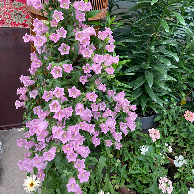 Bellflower Seeds/Canterbury Bells Seeds