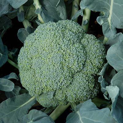Broccoli Emerald Crown F1-chloriseeds