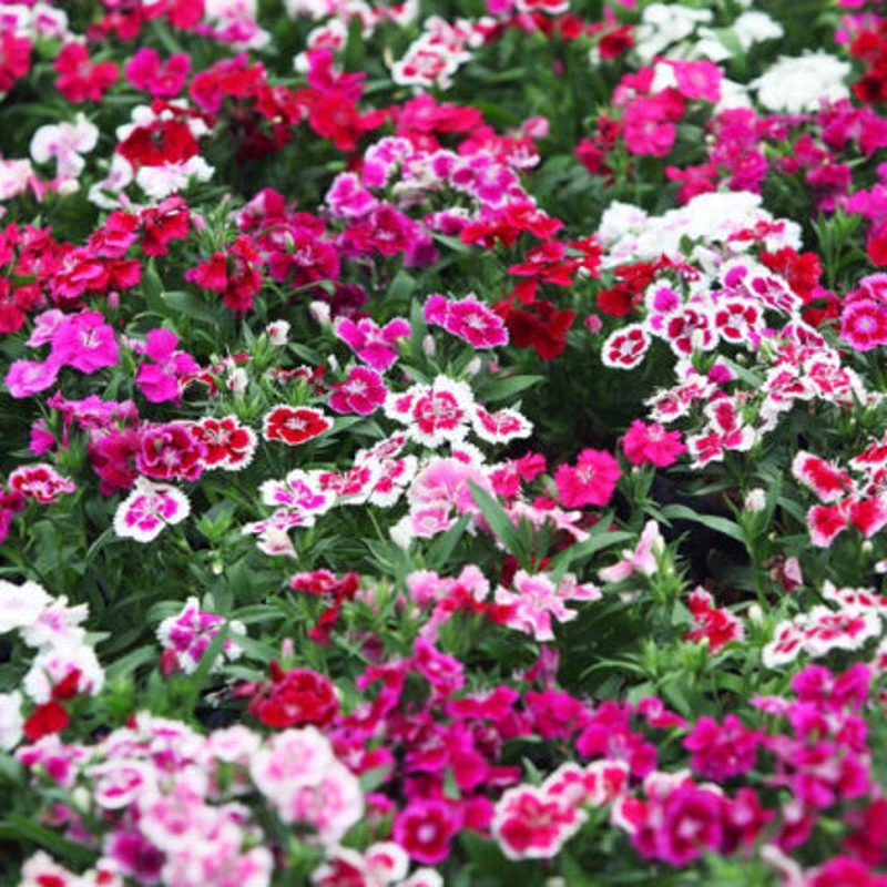 Mix Over 10 Colors 🌈Dianthus Barbatus Seeds-chloriseeds