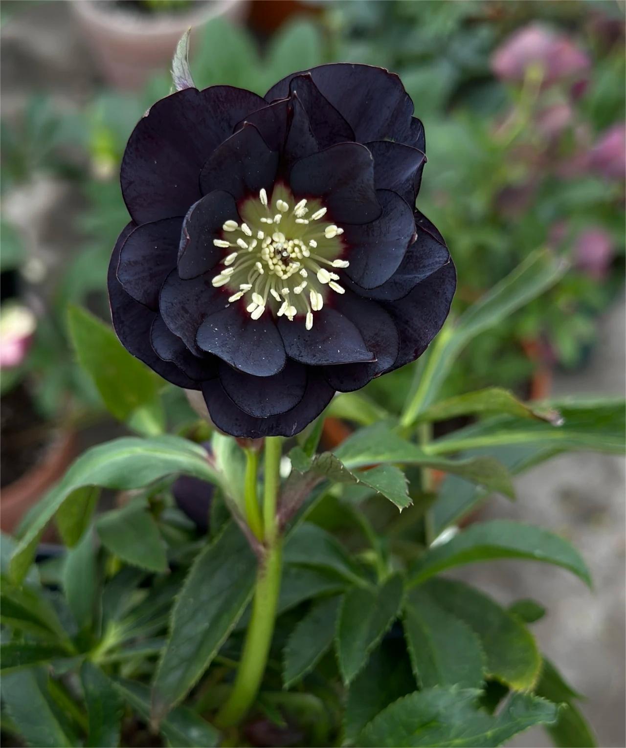 Christmas Rose-Black Hellebore