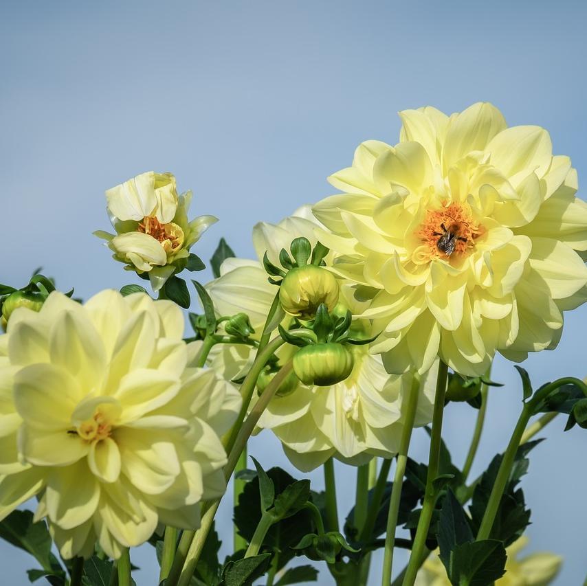 GINGER SNAP-chloriseeds