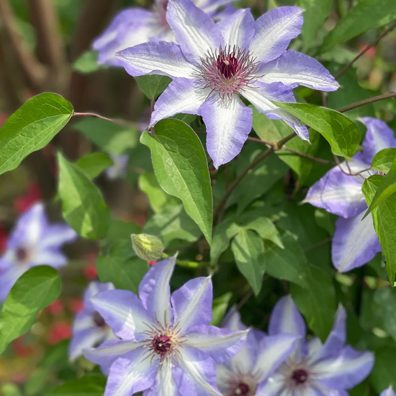 Mixed-Color Climbing Clematis Flower