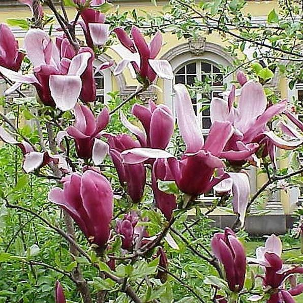 20pcs LILY MAGNOLIA Flower TREE Pink & Purple Fragrant Tulip Magnol Liliiflora Seeds-chloriseeds