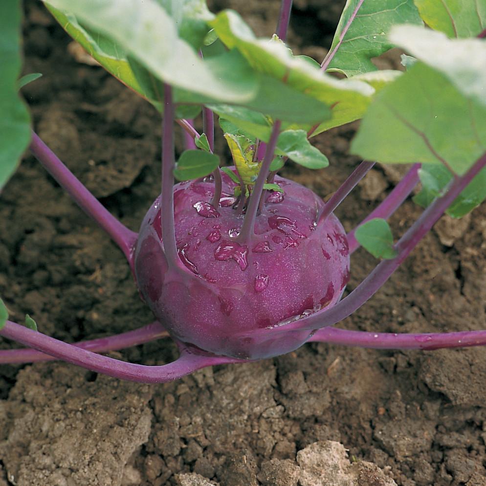 Kohlrabi Kolibri-chloriseeds