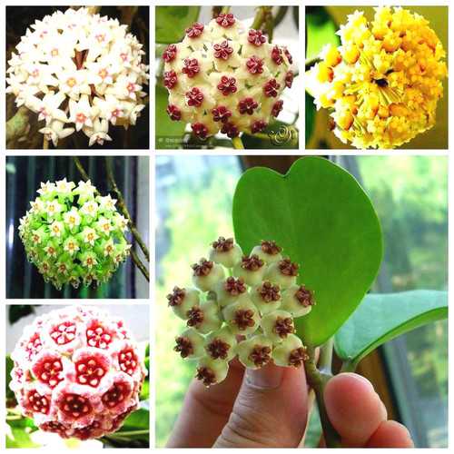 Egrow 20Pcs/Pack Hoya Seeds Potted Seed Hoya Carnosa Flower Seed Garden Plants-chloriseeds