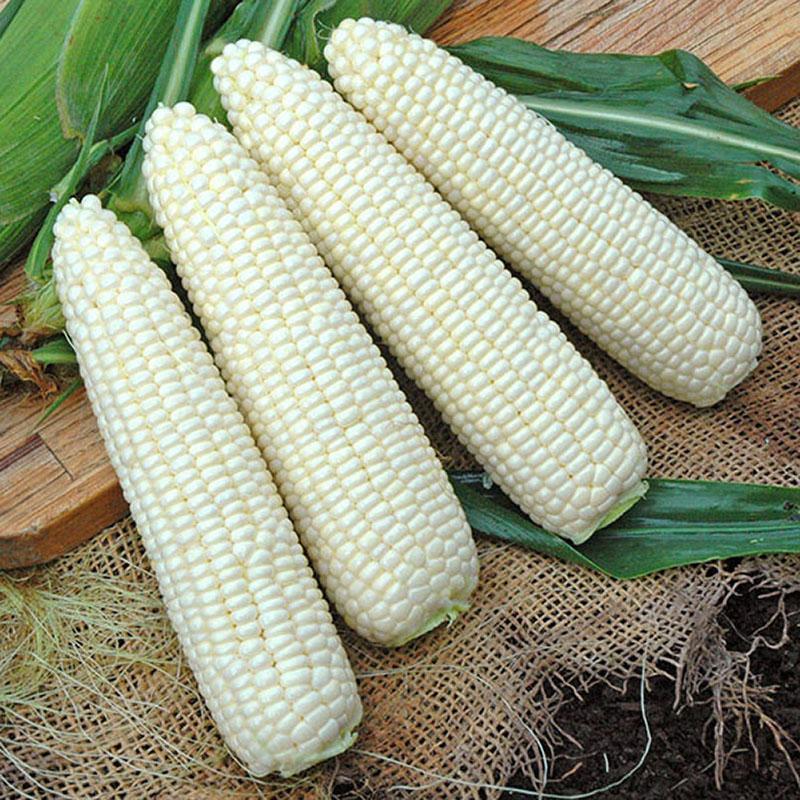 Sweet Corn Freedom MXR F1-chloriseeds