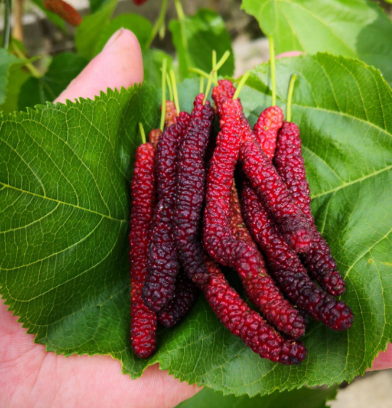 🍇 Long Mulberry Seeds – Sweet, Juicy, and Abundant Harvests!