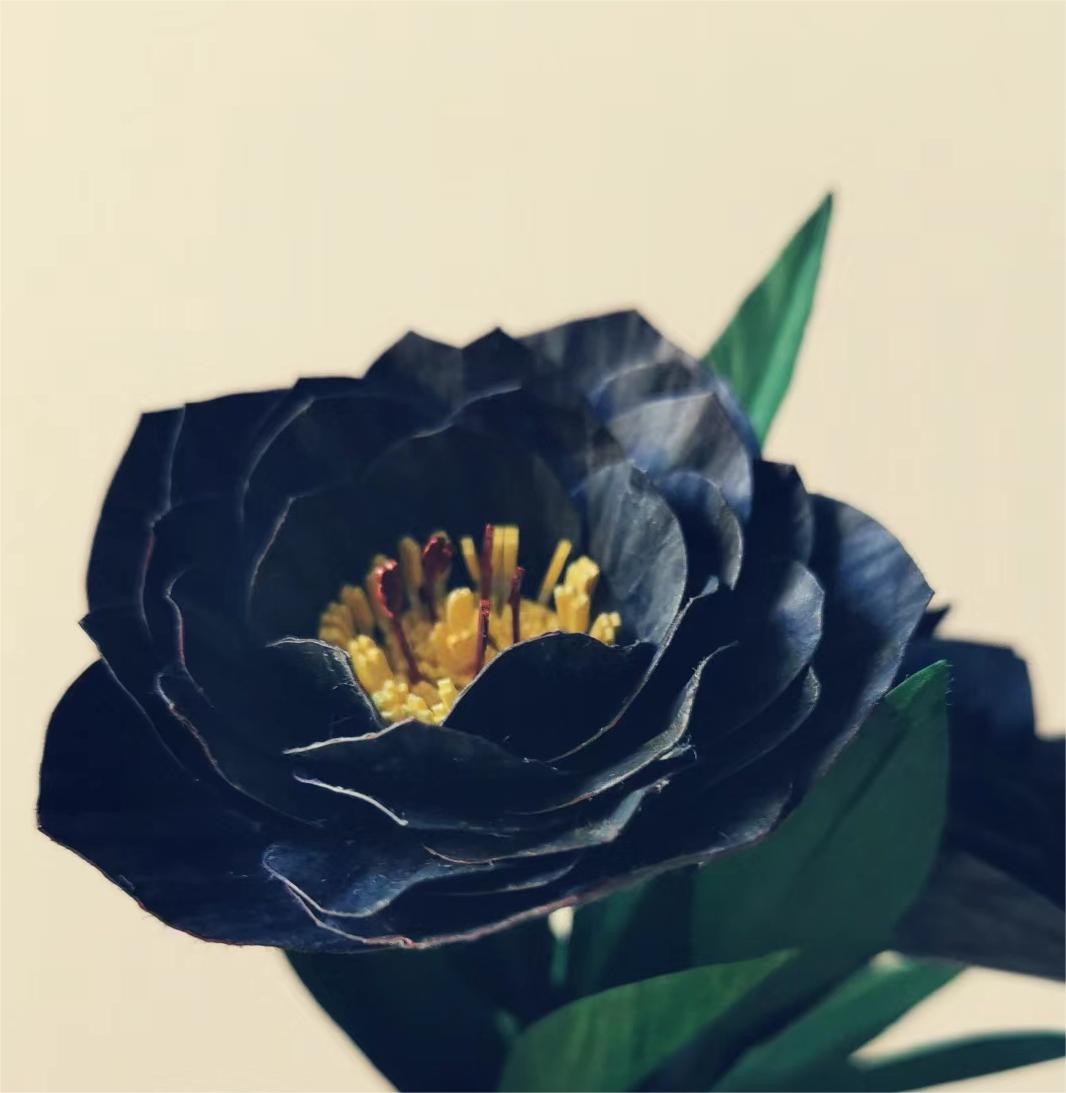 Black Helleborus - Christmas Rose