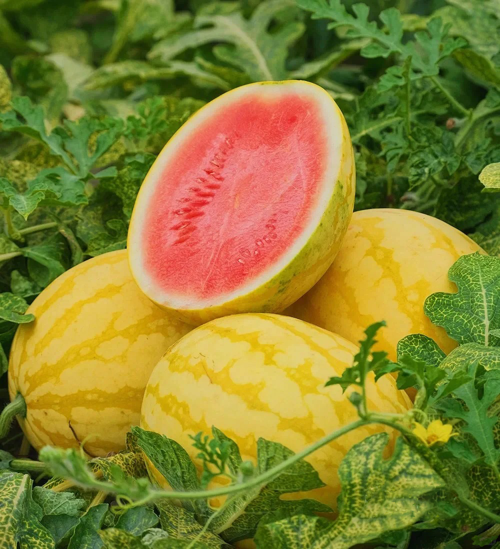 Golden Crisp Watermelon Seeds