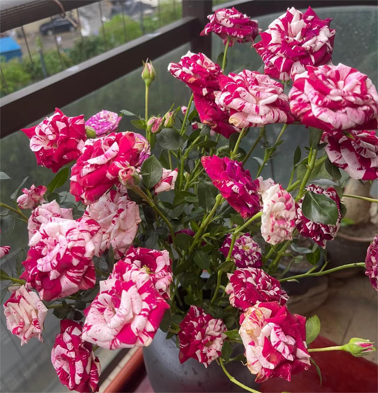 Rare Twin Rose - Love Bubble Rose-chloriseeds