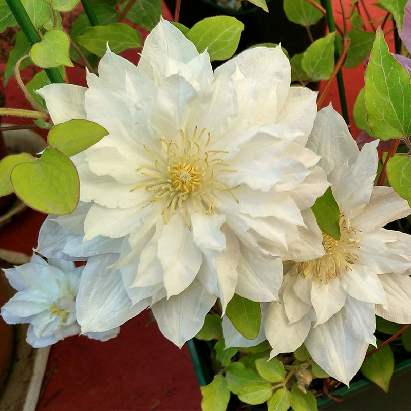 Mixed-Color Climbing Clematis Flower