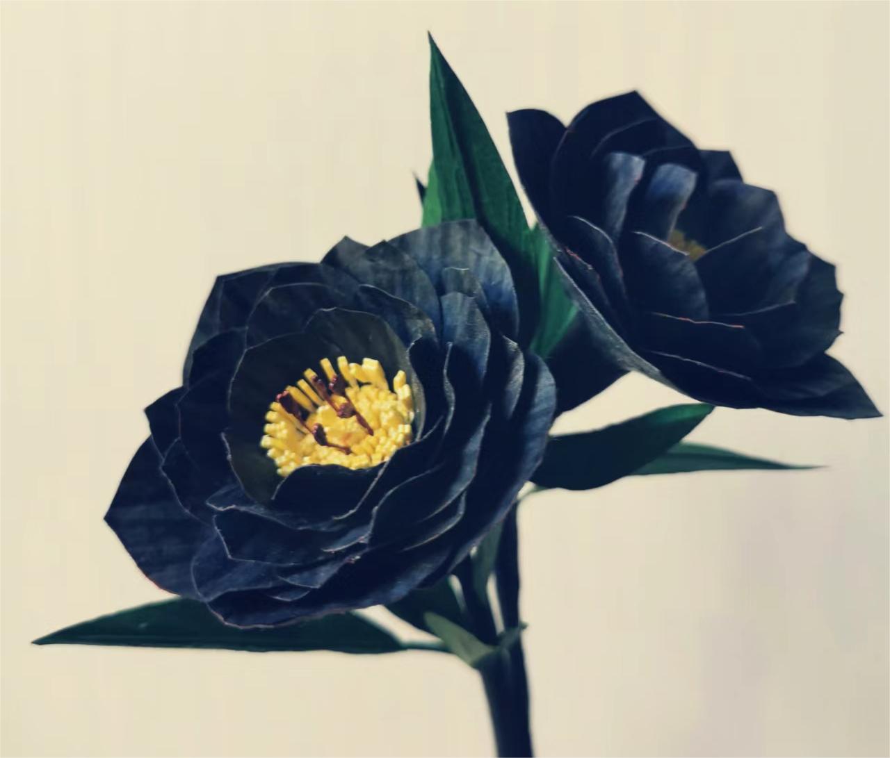 Black Helleborus - Christmas Rose