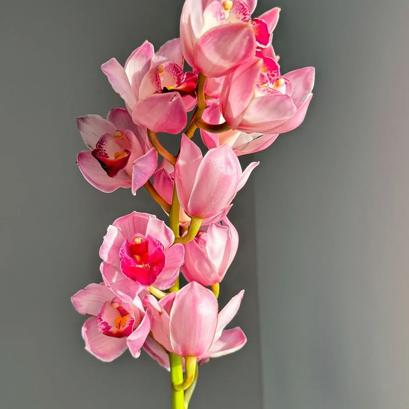 Cymbidium Orchid Seeds, Rare Cymbidium Seeds